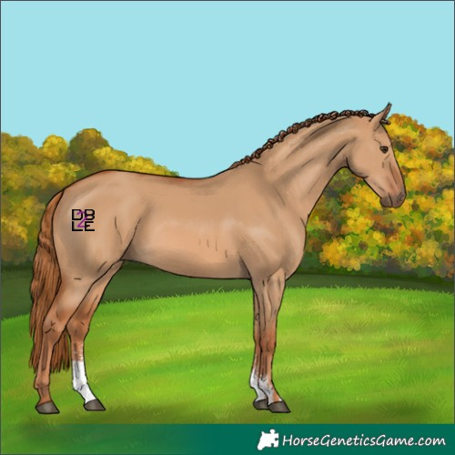 Horse Color:Red Dun Sabino