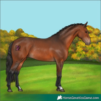 Horse Color:Bay Rabicano