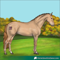 Horse Color:Red Dun Rabicano 