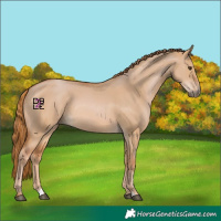 Horse Color:Red Dun Rabicano 