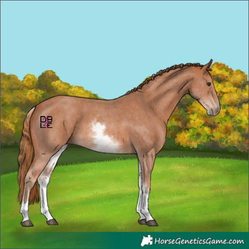 Horse Color:White Spotted Chestnut Sabino Rabicano 