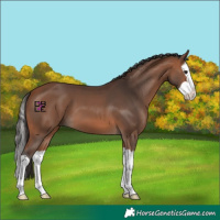 Horse Color:Bay Splash