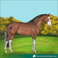 Horse Color:Bay Splash 