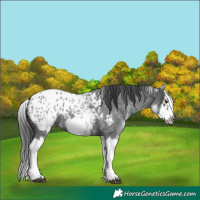 Horse Color:White Spotted Blue Roan Splash Frame Appaloosa 