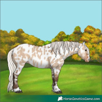 Horse Color:Silver Brown Dun Appaloosa 