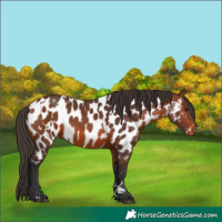 Horse Color:Bay Near Leopard and Bay Near Leopard