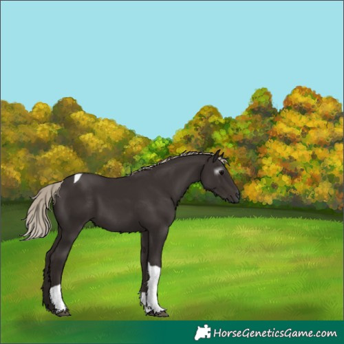 Horse Color:Gray Silver Black Tobiano 