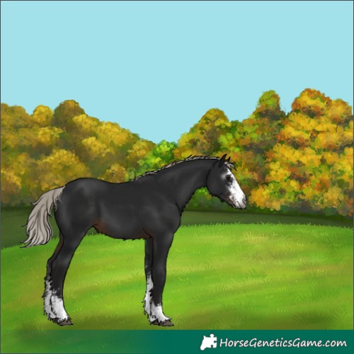 Horse Color:Gray Silver Brown Sabino 