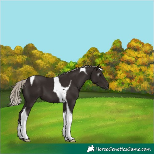 Horse Color:Gray Silver Black Tobiano 