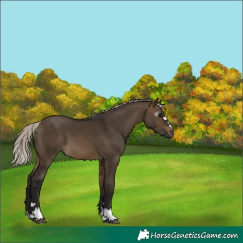 Horse Color:Gray Silver Brown Dun 