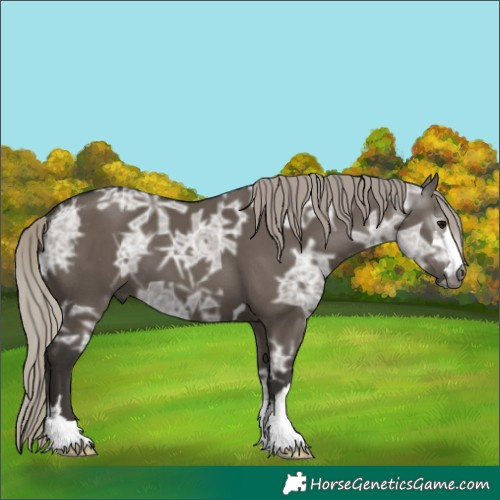 Horse Color:Gray Silver Grullo Ice 