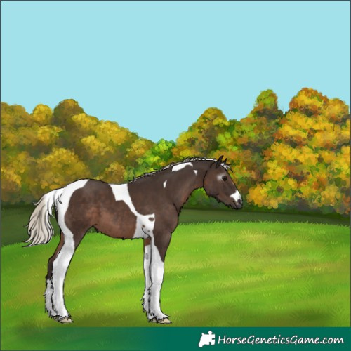 Horse Color:Gray Silver Black Tobiano 