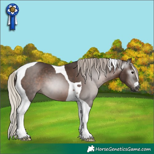 Horse Color:Gray Silver Black Tobiano 