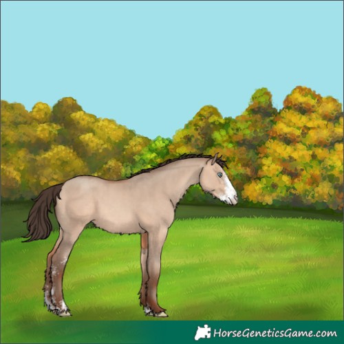 Horse Color:Amber Champagne Dun Sabino 