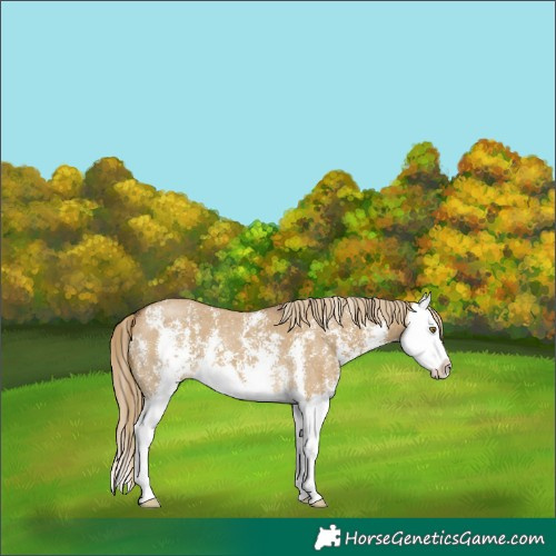 Horse Color:Chocolate Palomino Dun Sabino Splash