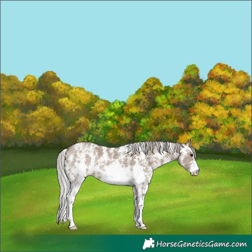 Horse Color:Silver Brown Dun Sabino 