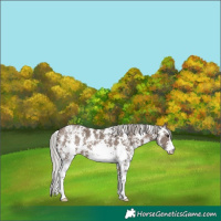 Horse Color:Silver Brown Dun Sabino