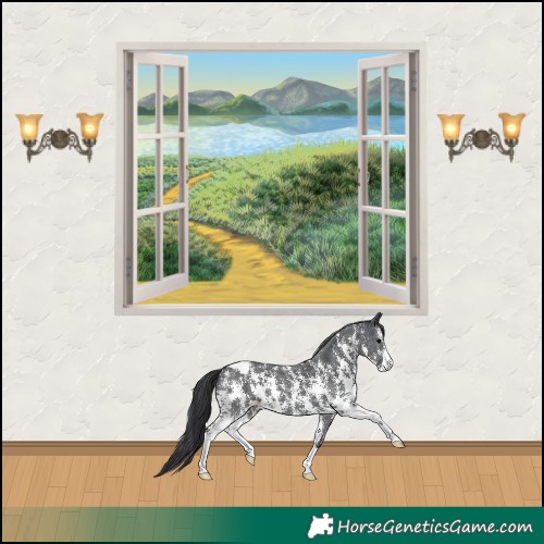 Horse Color:Black Sabino Appaloosa