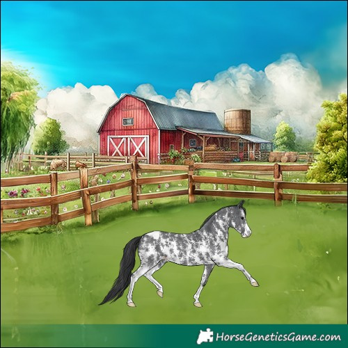 Horse Color:Black Sabino Appaloosa 