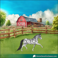 Horse Color:Black Sabino Appaloosa