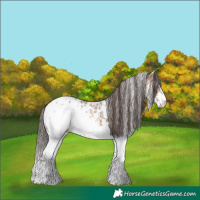 Horse Color:Brown Dun Sabino Appaloosa 