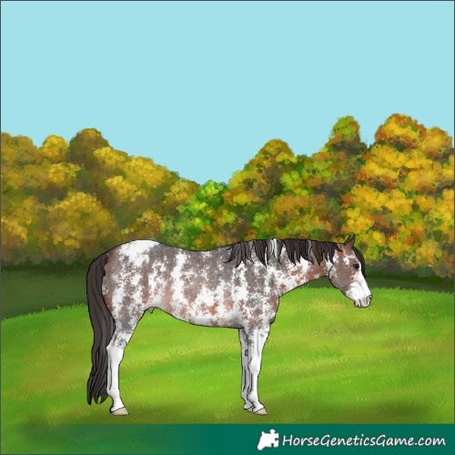 Horse Color:Brown Sabino Appaloosa Rabicano 