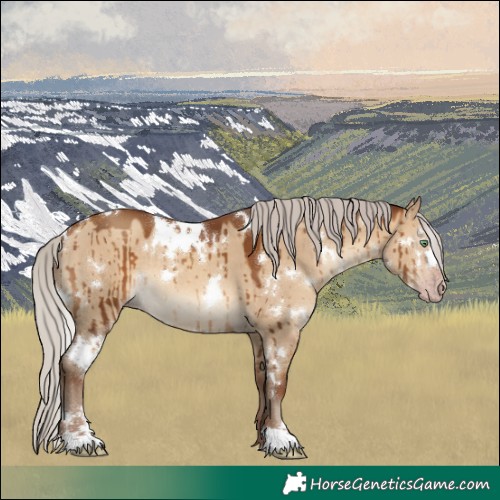 Horse Color:Gray White Spotted Silver Sable Champagne Dun Brindle 