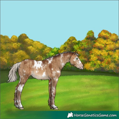 Horse Color:Gray White Spotted Silver Sable Champagne Dun Brindle 