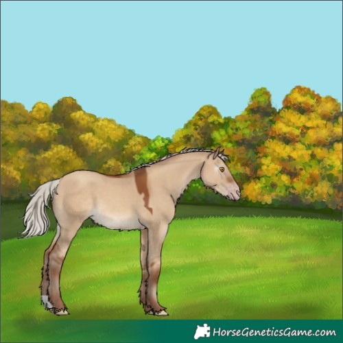 Horse Color:Gray Silver Classic Champagne Dun 