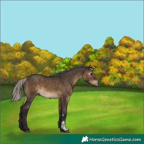 Horse Color:Gray Silver Brown Dun Sabino 