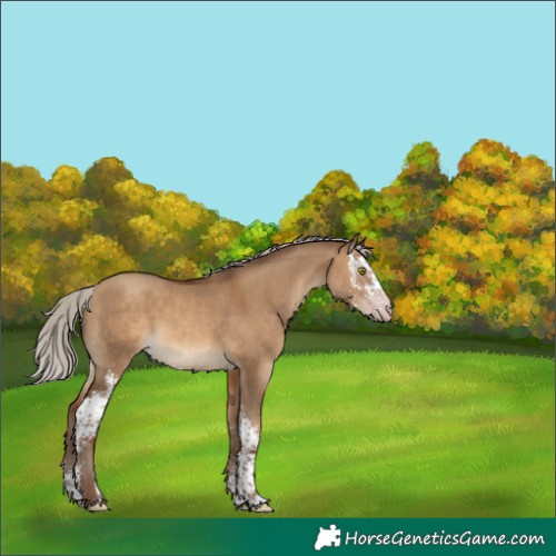 Horse Color:Gray Silver Sable Champagne Dun Sabino 