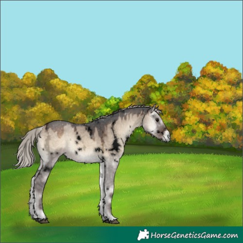 Horse Color:Void White Spotted Silver Brown Ice Onyx 