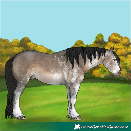 Horse Color:Gray White Spotted Brown Dun 