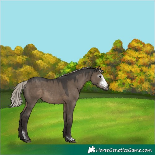 Horse Color:Gray Silver Grullo Sabino 