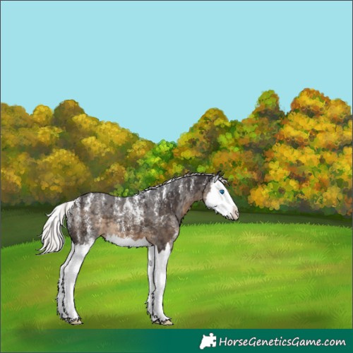 Horse Color:Powder White Silver Smoky Black Merle Splash 
