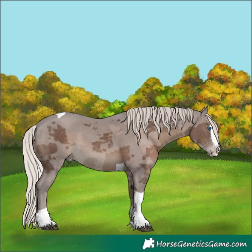 Horse Color:Silver Black Merle Splash Tobiano 
