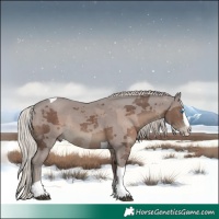 Horse Color:Silver Black Merle Splash Tobiano