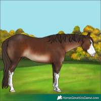 Horse Color:White Spotted Liver Chestnut 