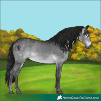 Horse Color:Gray Brown Chinchilla 