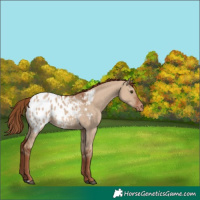 Horse Color:Red Dun Blanket 
