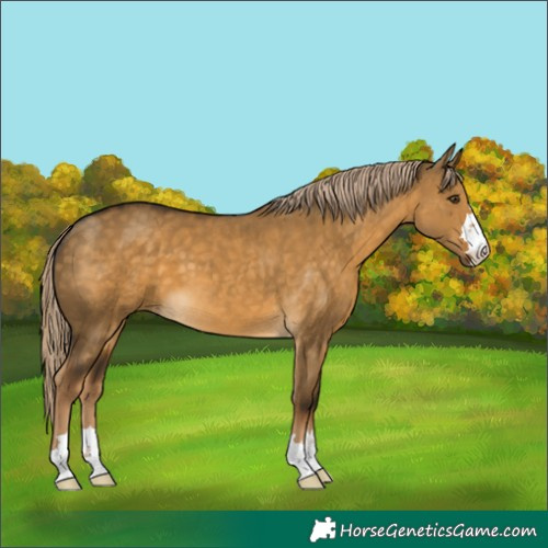Horse Color:Chocolate Palomino Dun