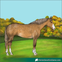 Horse Color:Chocolate Palomino Dun