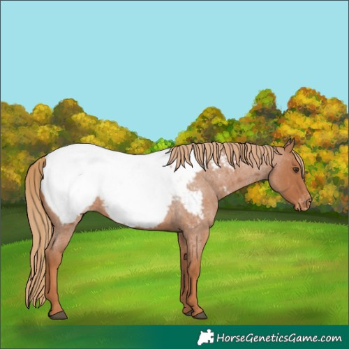 Horse Color:Red Roan Appaloosa 