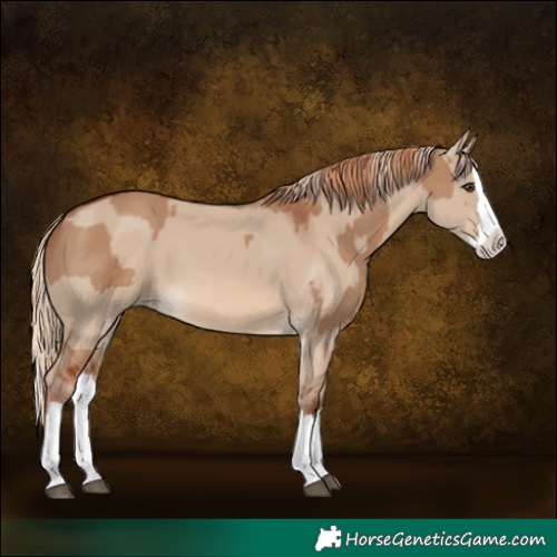 Horse Color:Red Dun Splash and Red Dun Splash