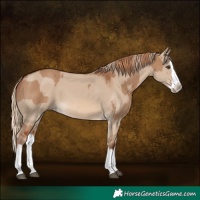 Horse Color:Red Dun Splash  and Red Dun Splash 