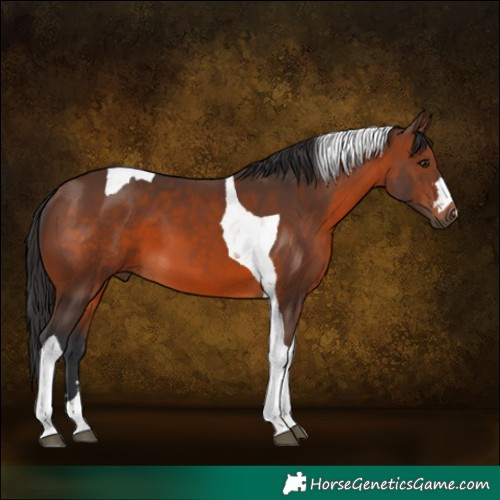 Horse Color:Brown Tobiano