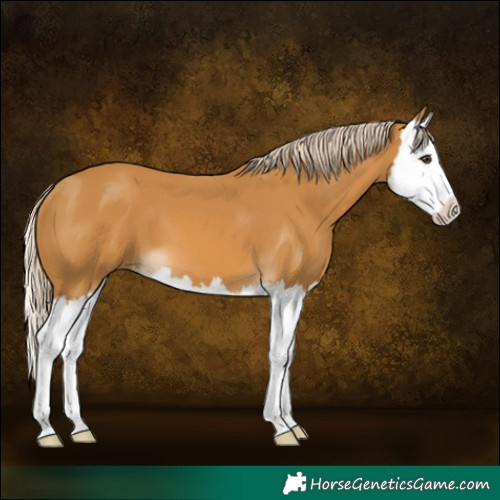 Horse Color:Palomino Splash