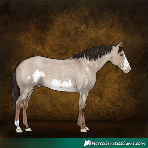 Horse Color:Liver Red Dun Roan Frame 