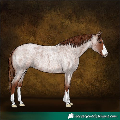 Horse Color:Red Roan 
