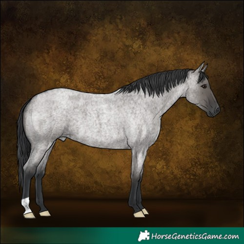 Horse Color:Grullo Roan